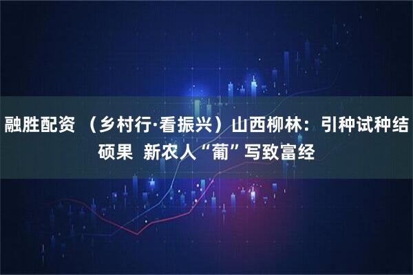 融胜配资 （乡村行·看振兴）山西柳林：引种试种结硕果  新农人“葡”写致富经